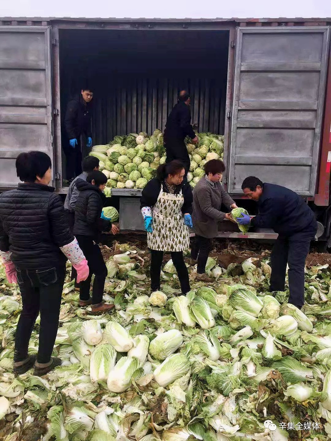 河北張立謙幫助菜農采購滯銷(xiāo)大白菜送給環(huán)衛工人